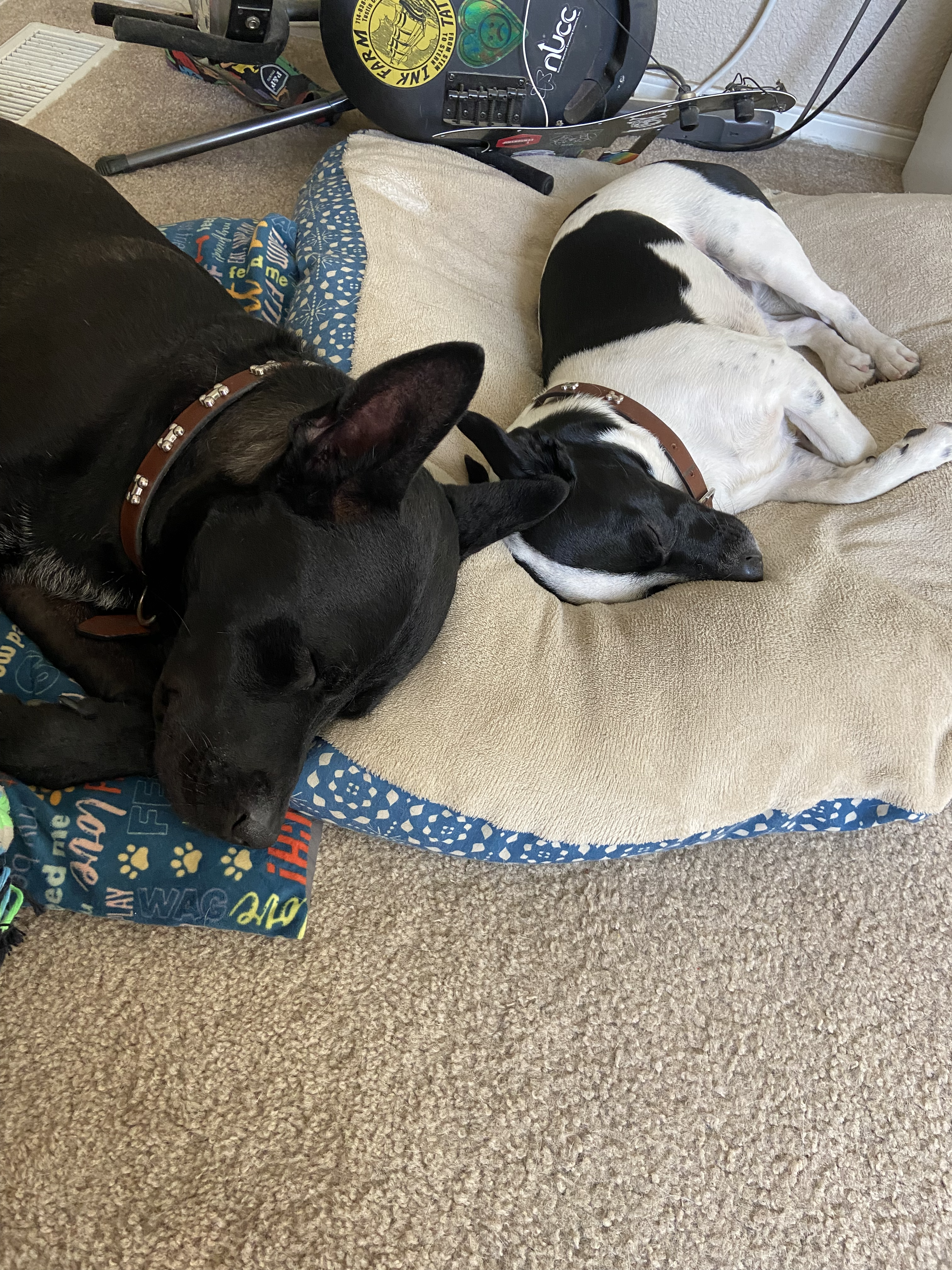 Two dogs sleeping head to head