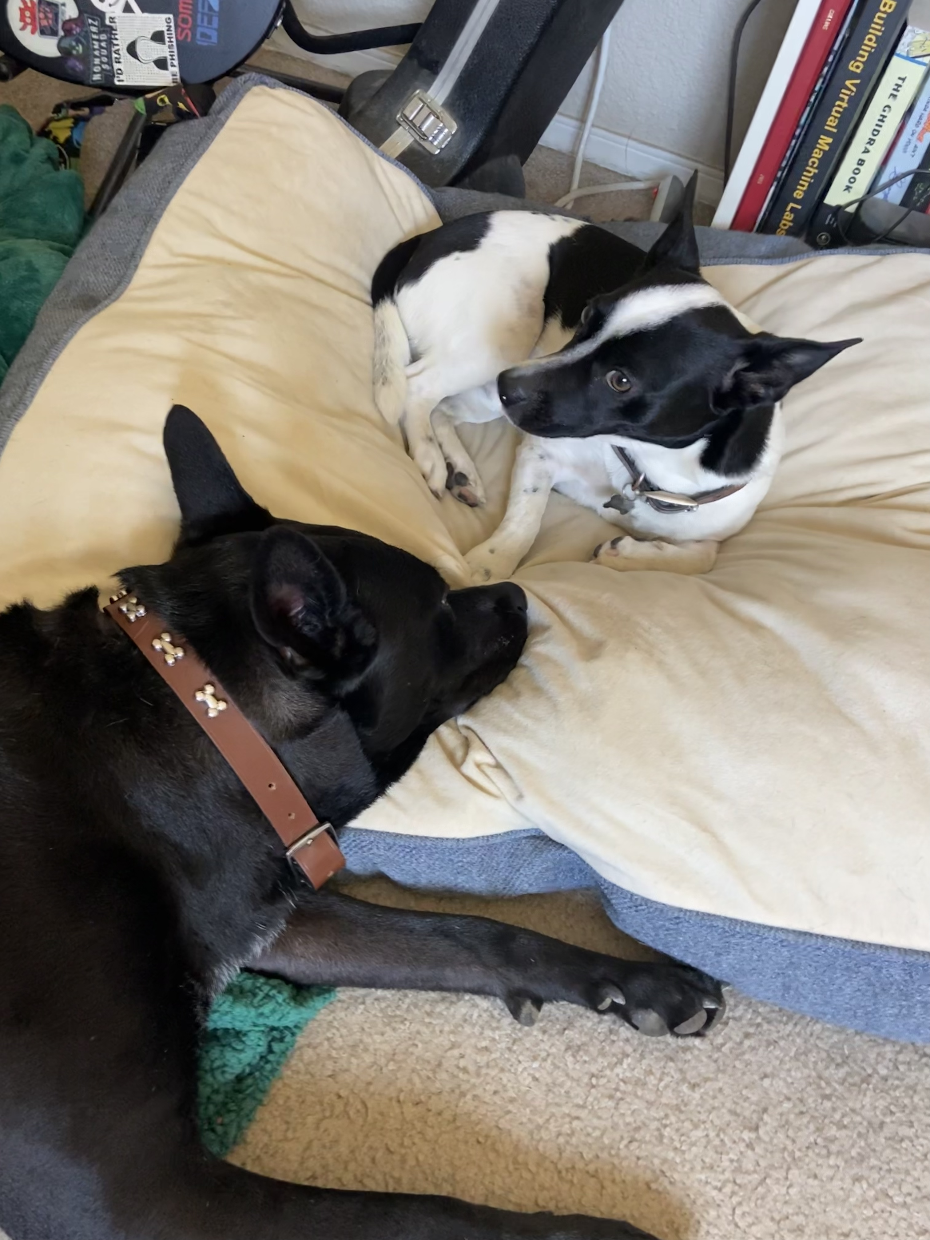 Two dogs lying near one another