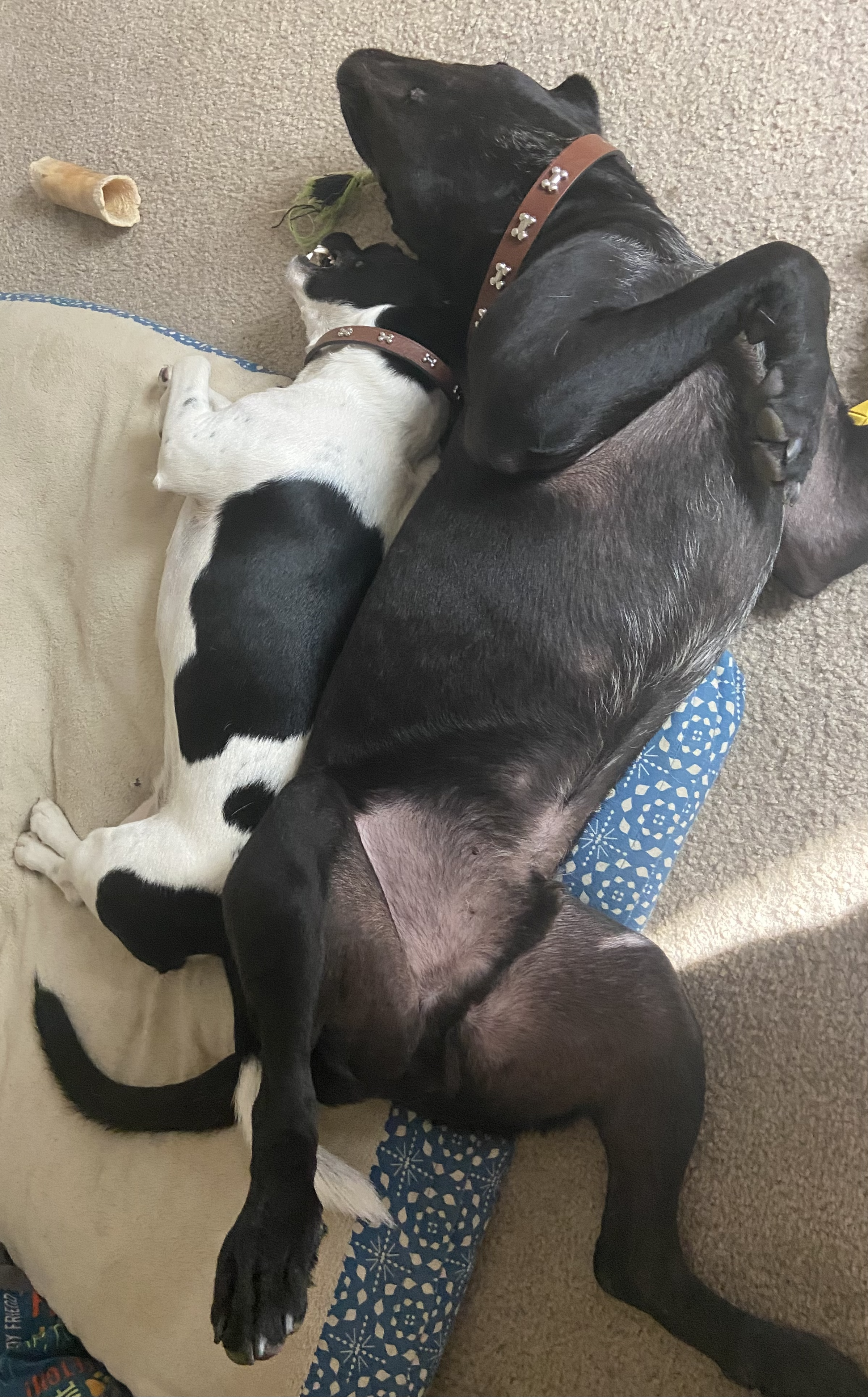 two dogs, laying back to back