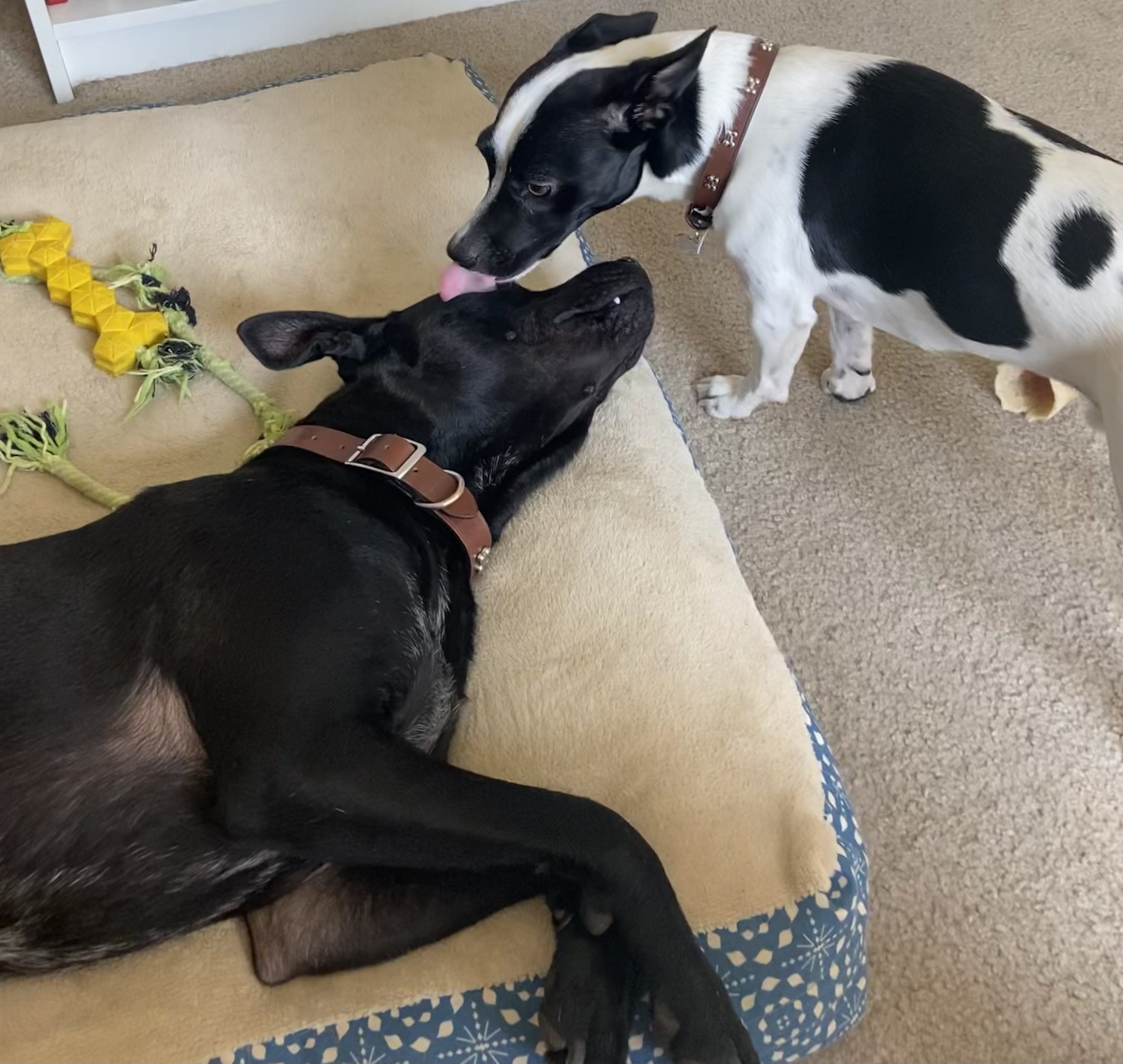 Two dogs, one larger and one medium sized, the medium-sized dog is licking the large dog