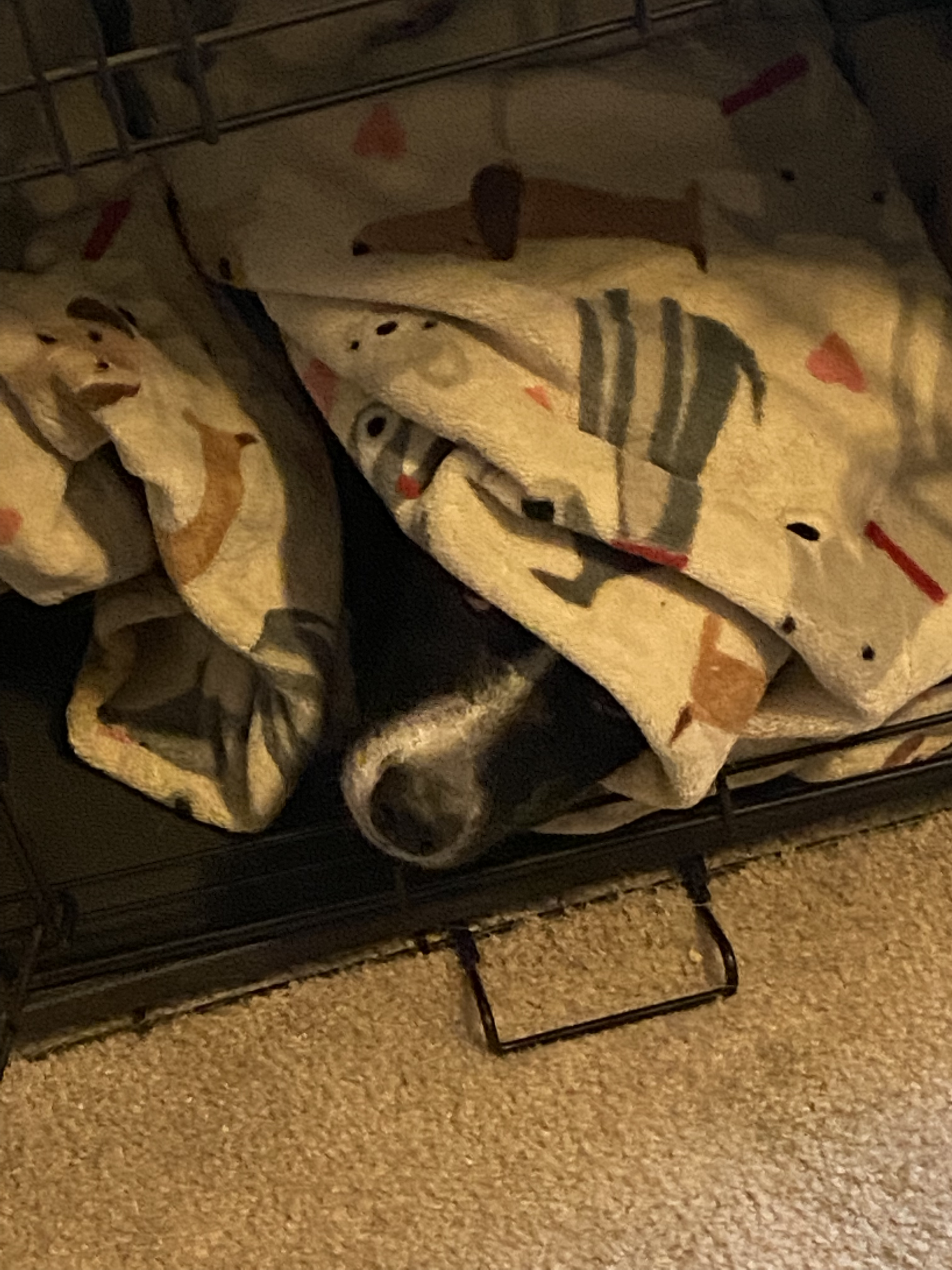 Dog lying under a blanket with only his nose sticking out