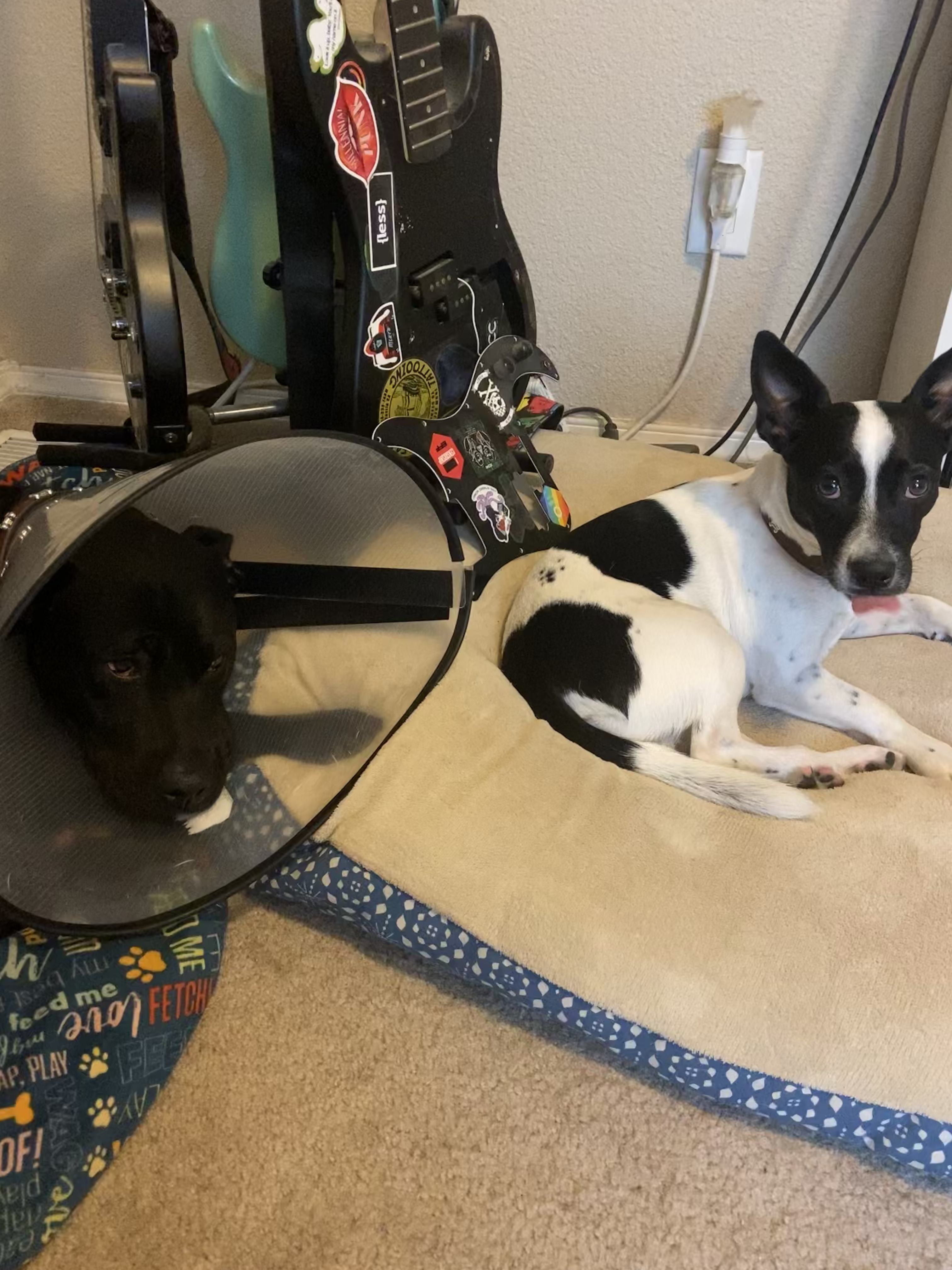 Two dogs looking at the camera. One is wearing a cone, the other has his tongue out