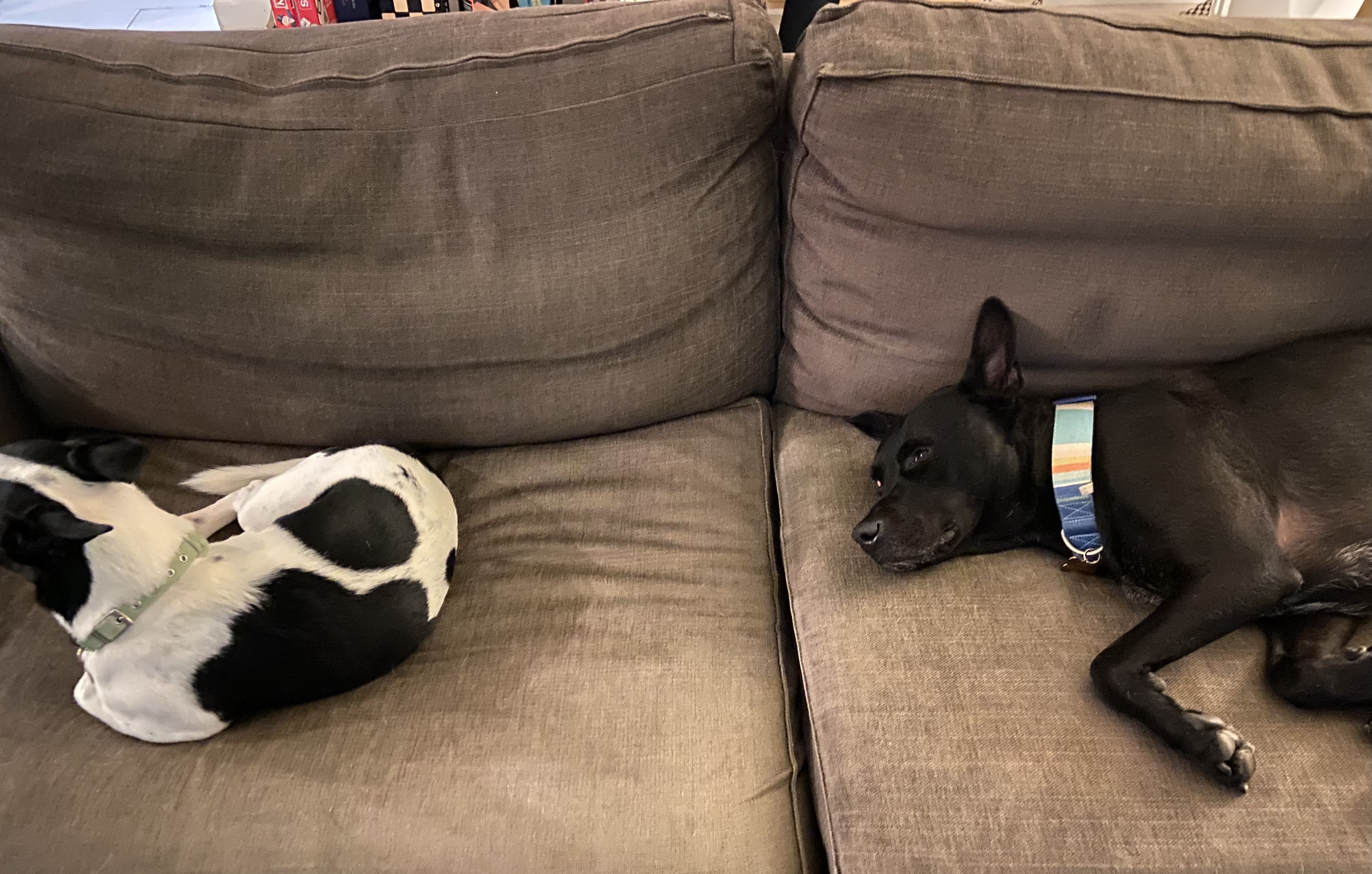 2 Dogs lying on a couch, with space for a person in the middle