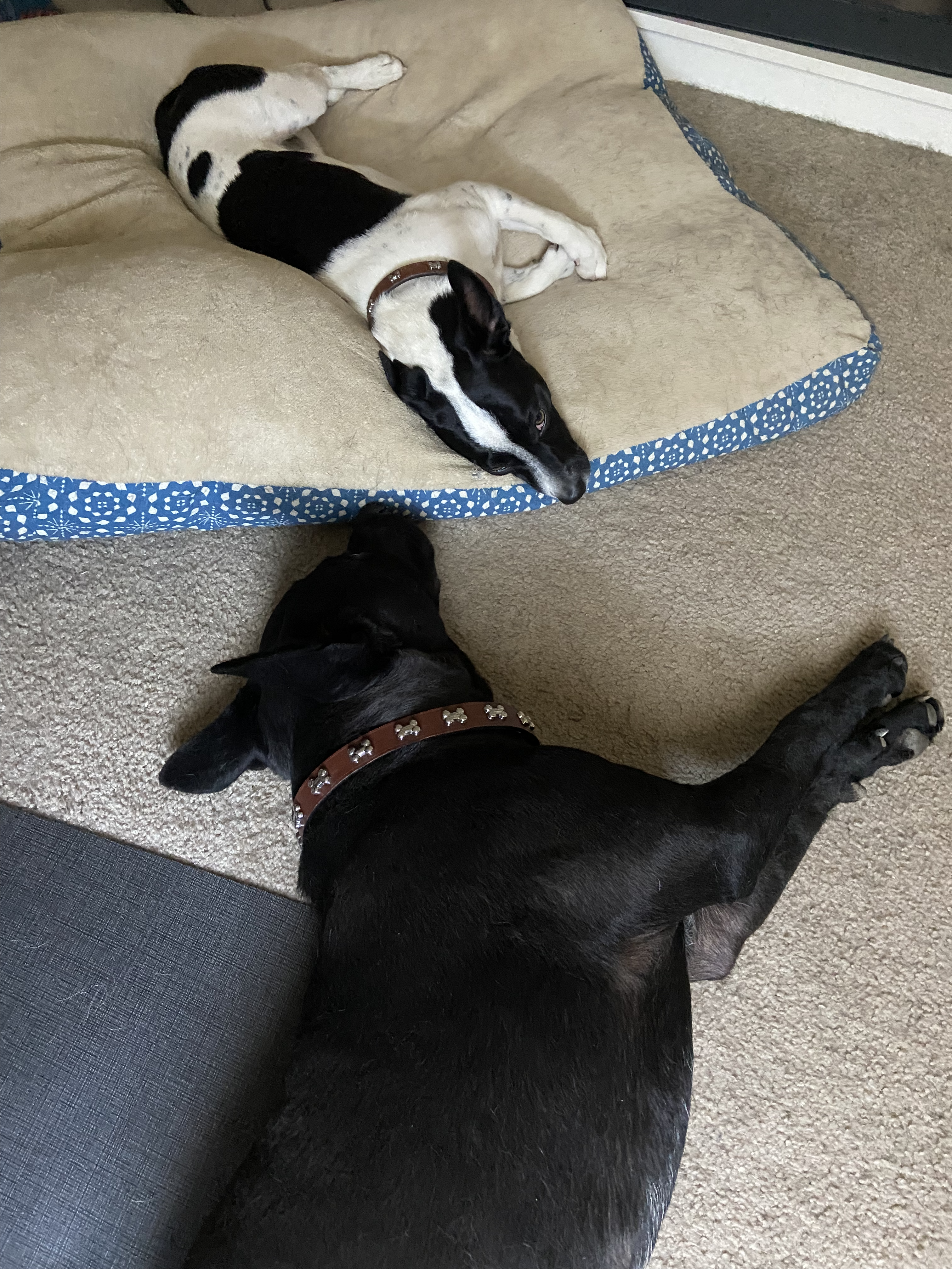 Two dogs lying together