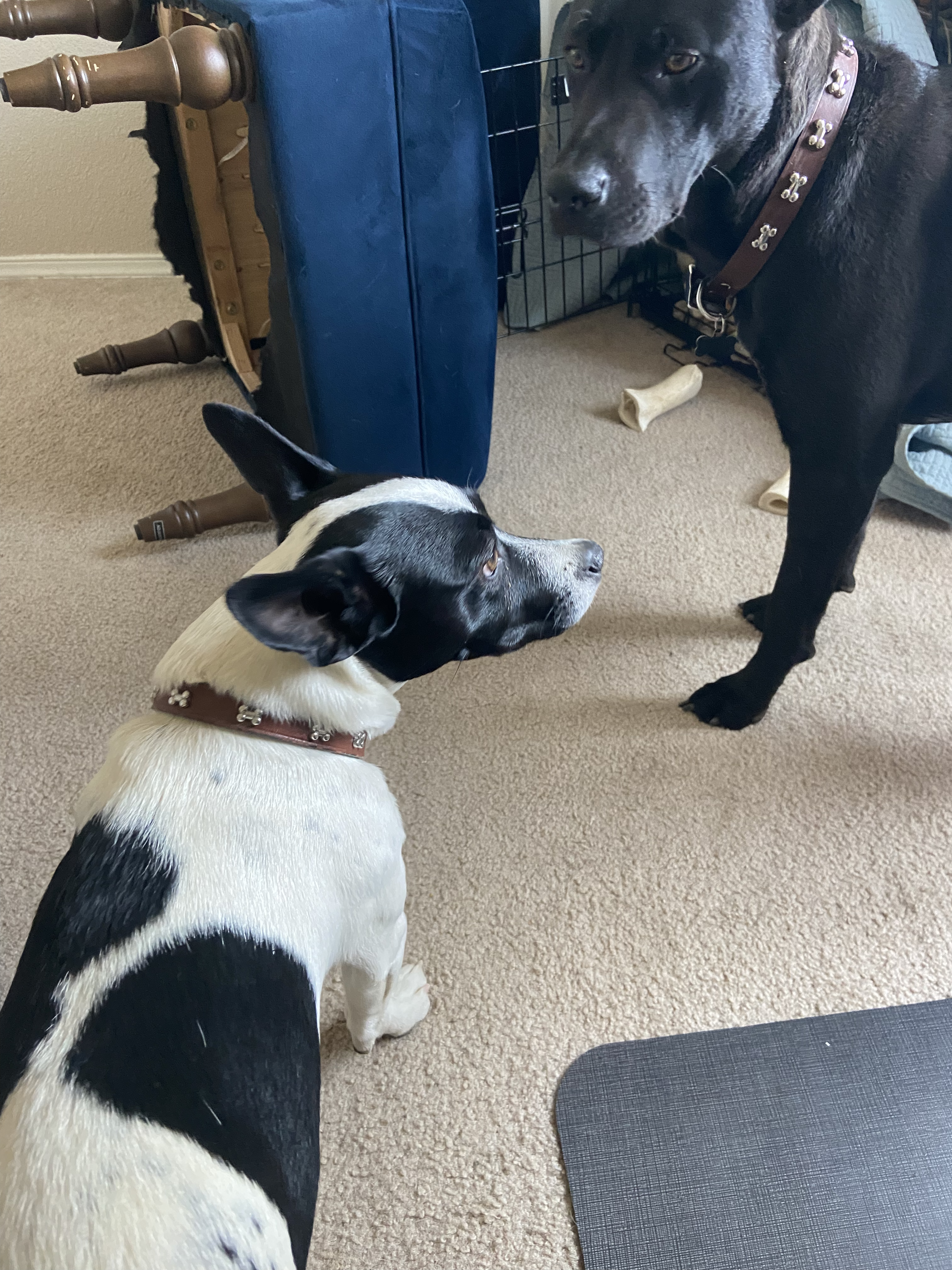 Two dogs next to a tipped-over chair