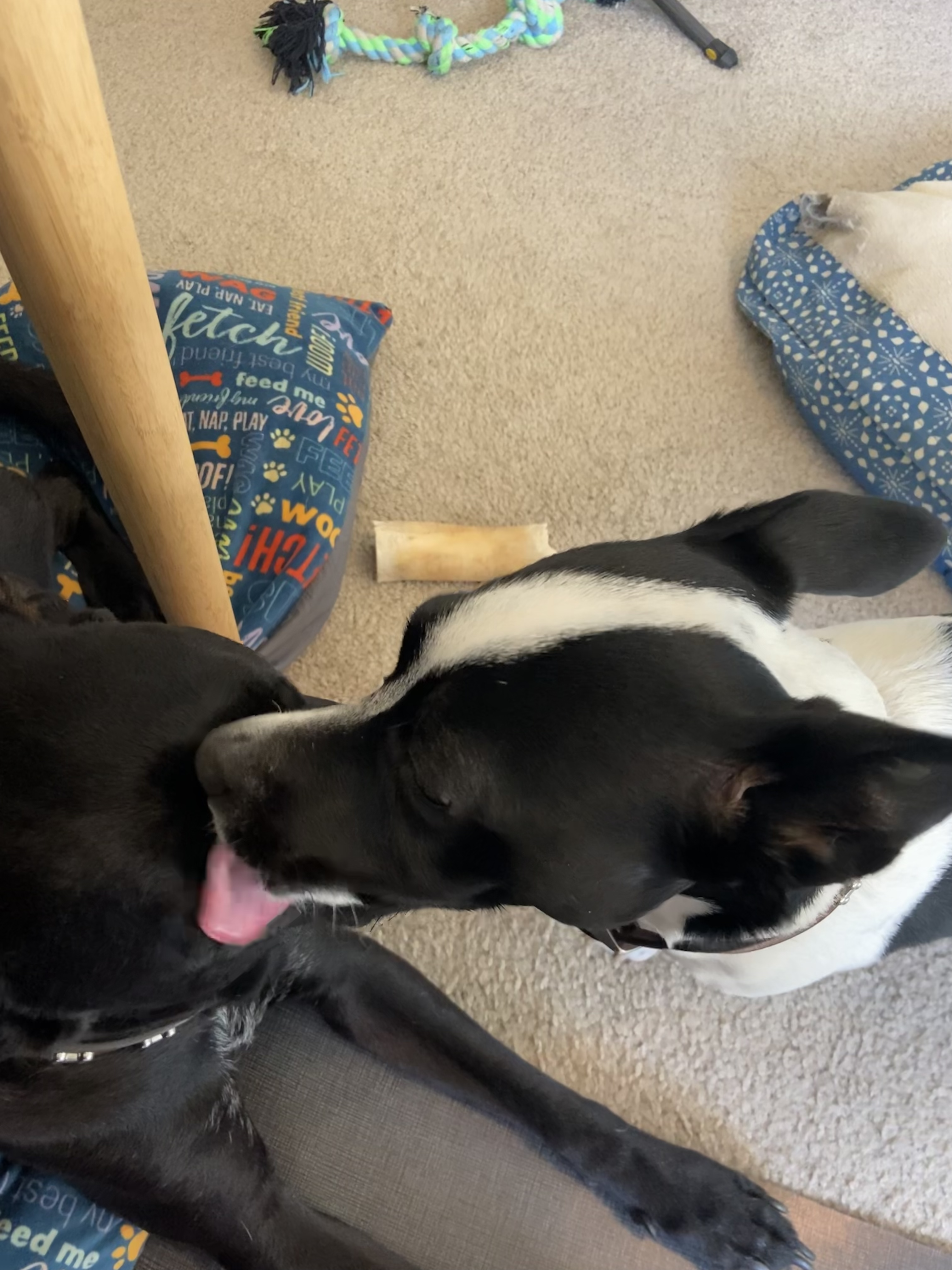 Two dogs, the shorter black and white dog is licking the larger dark dog on his head