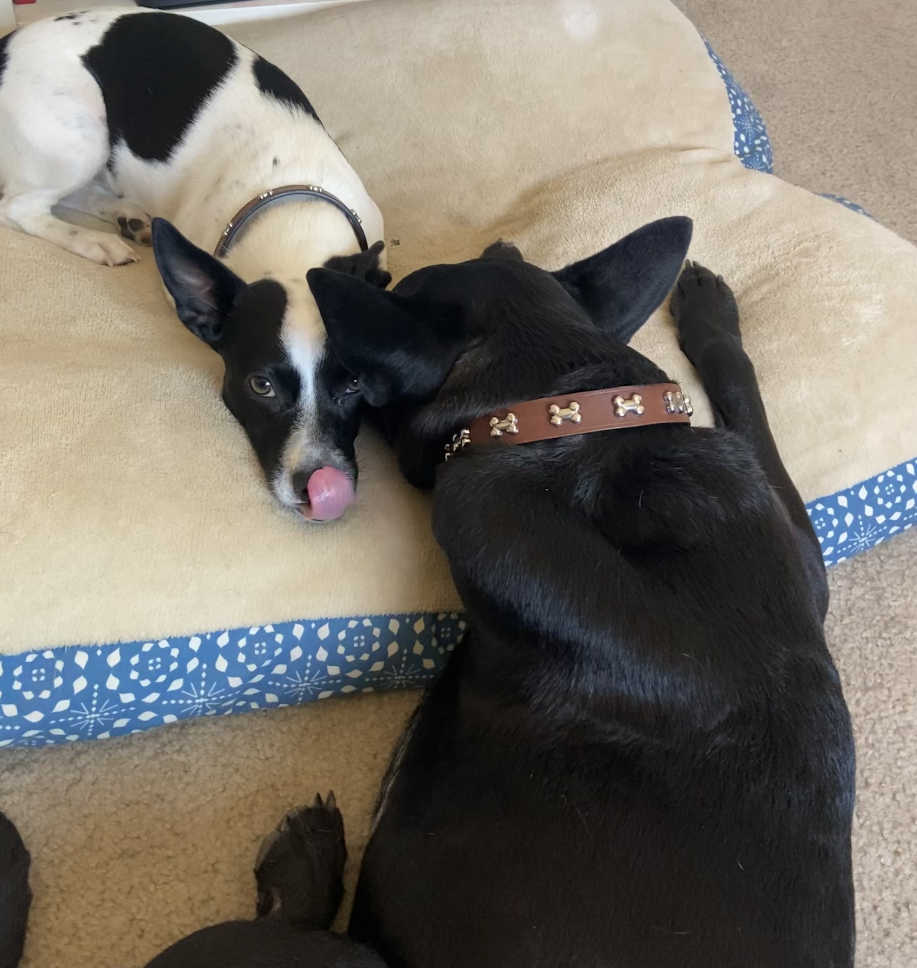 Two dogs lying next to one another, one dog with tongue out the other lying with his back to the camera
