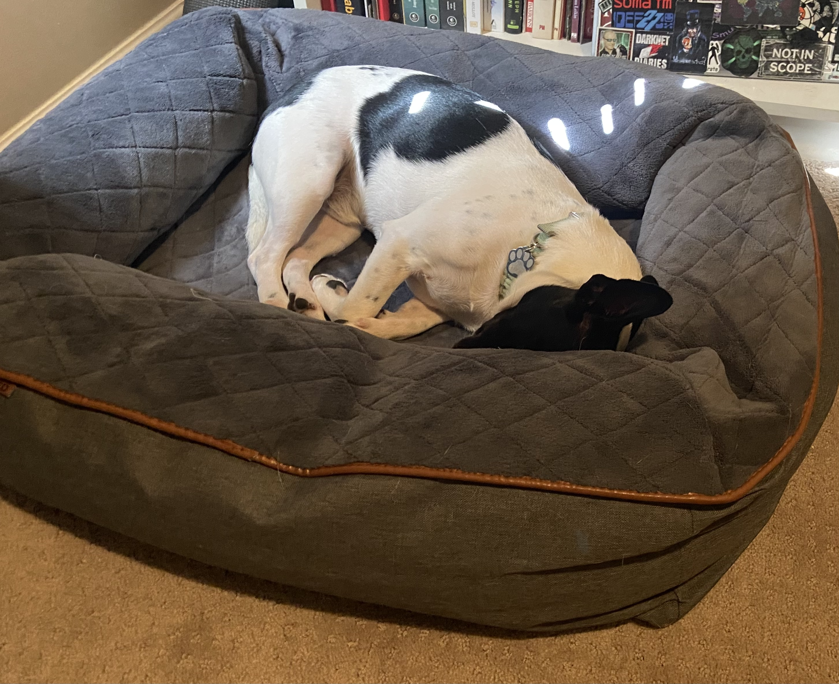 Black and white dog sleeping in a bed