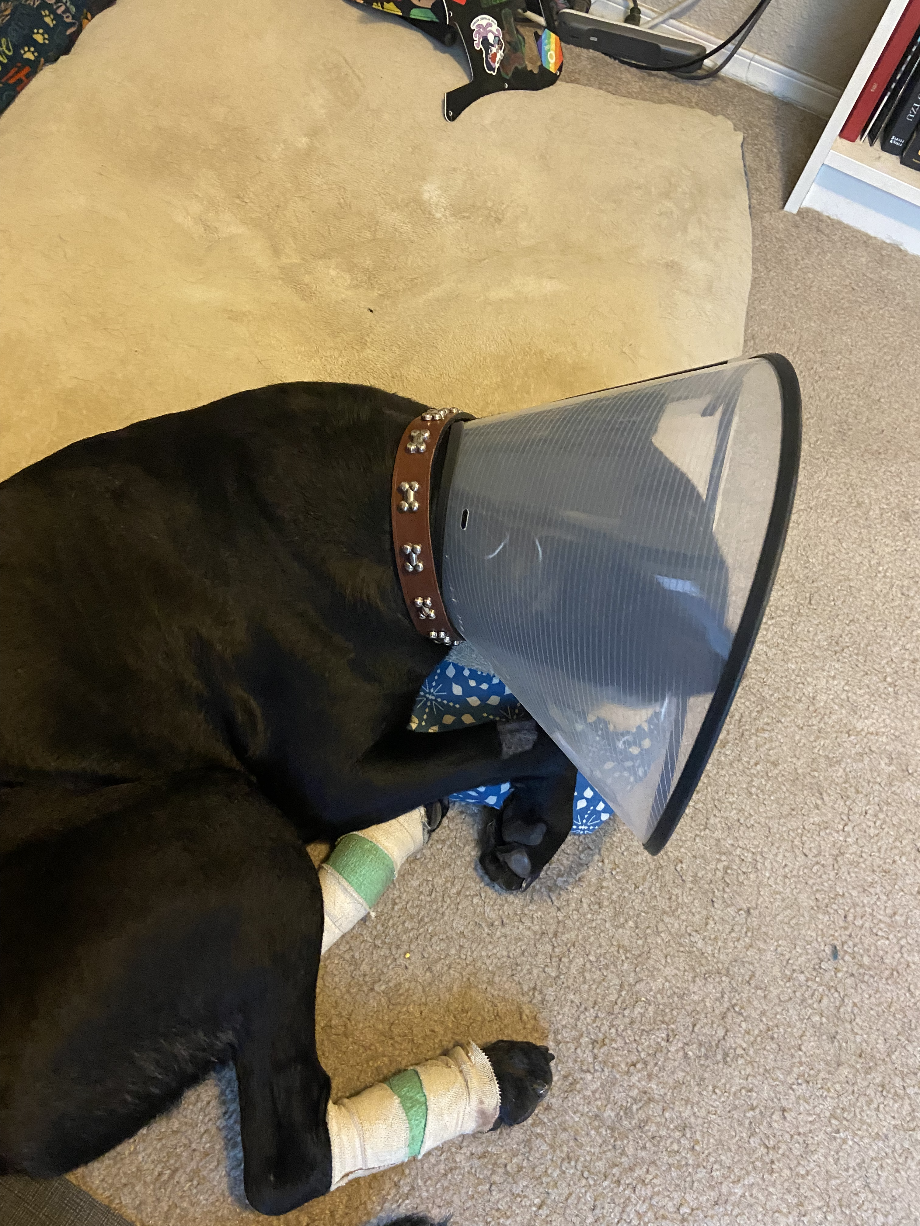 Dog wearing a cone with two bandaged feet