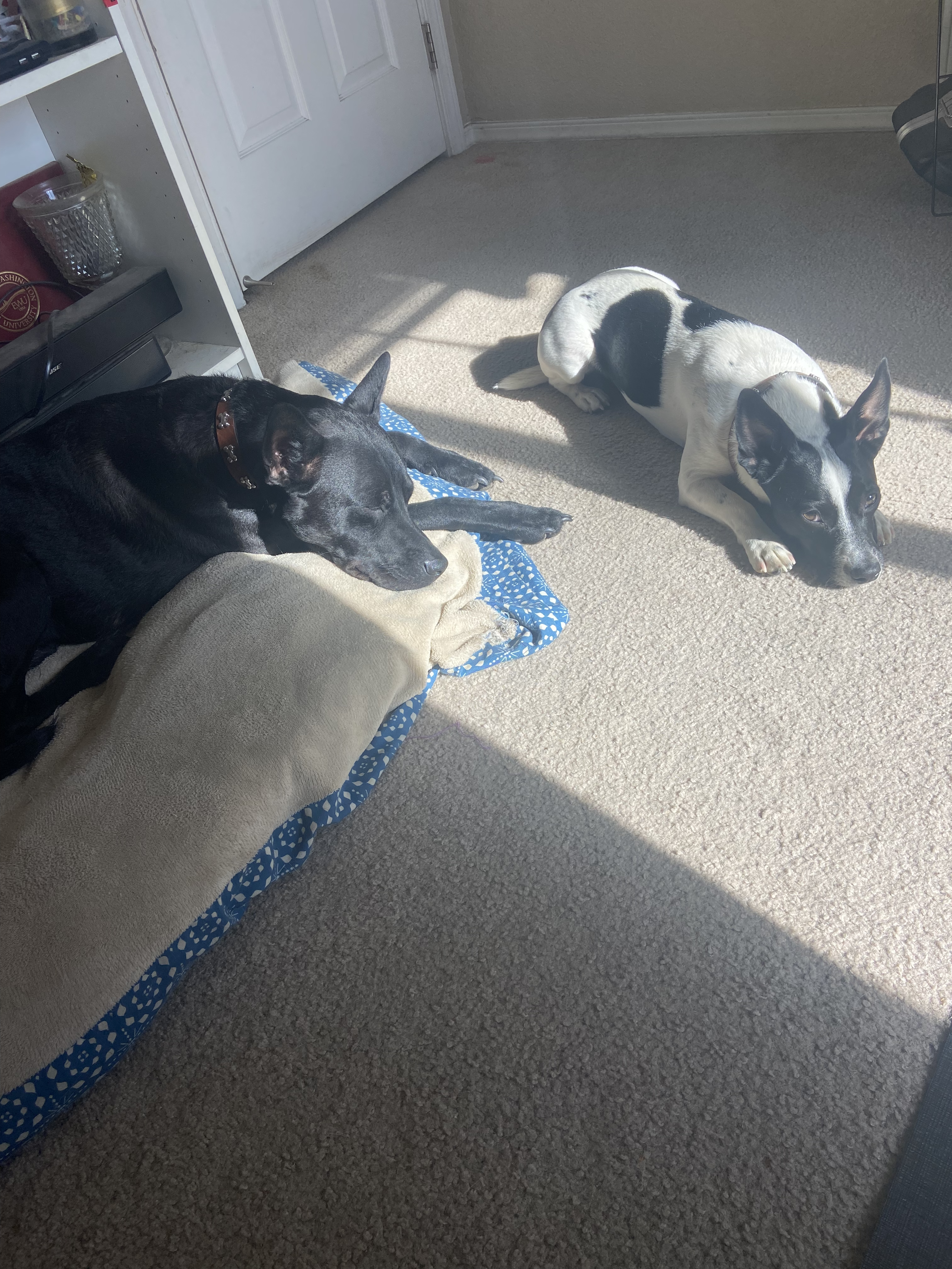 Two dogs lying in two sunbeams
