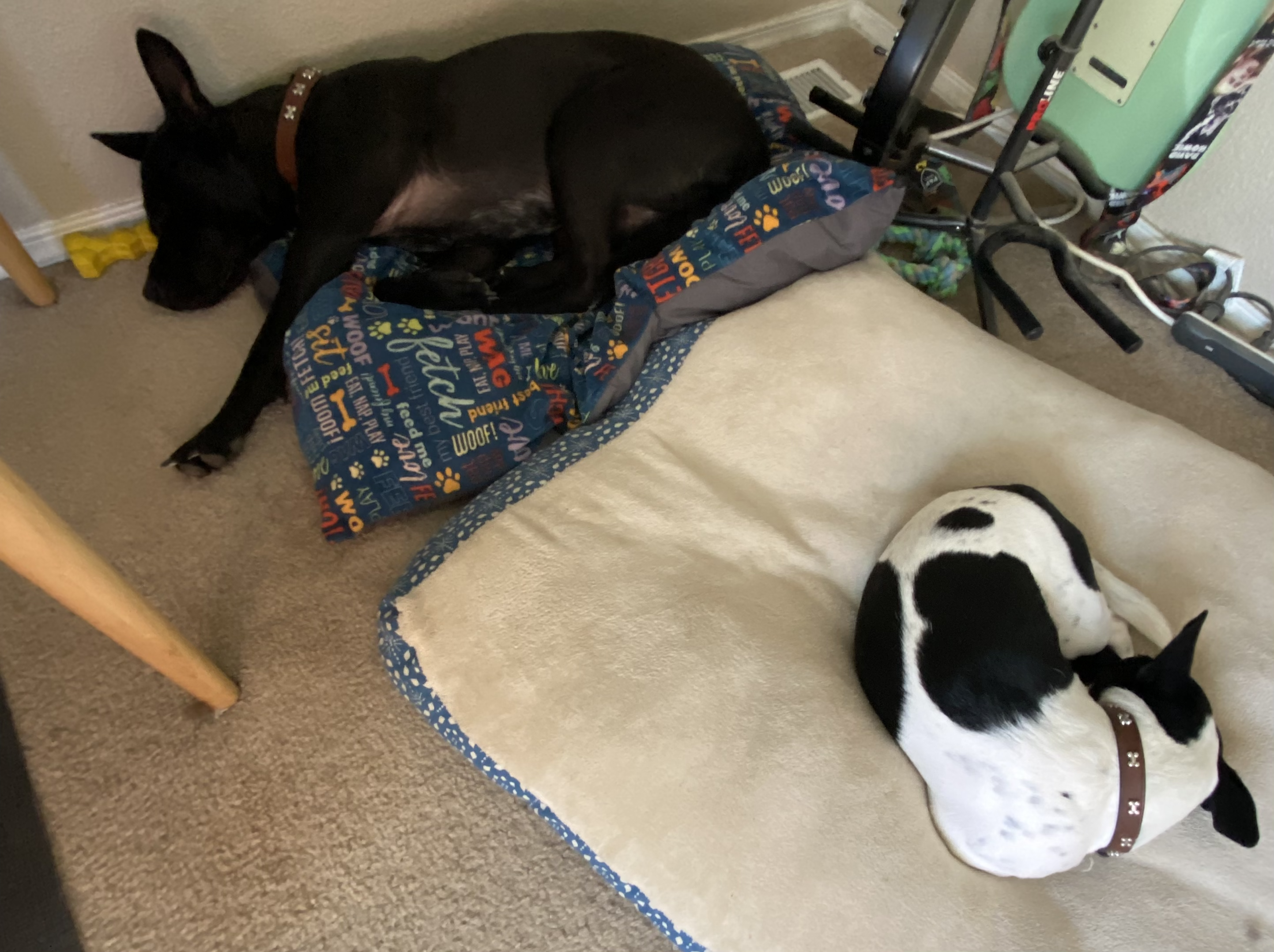Two dogs sleeping on dog beds