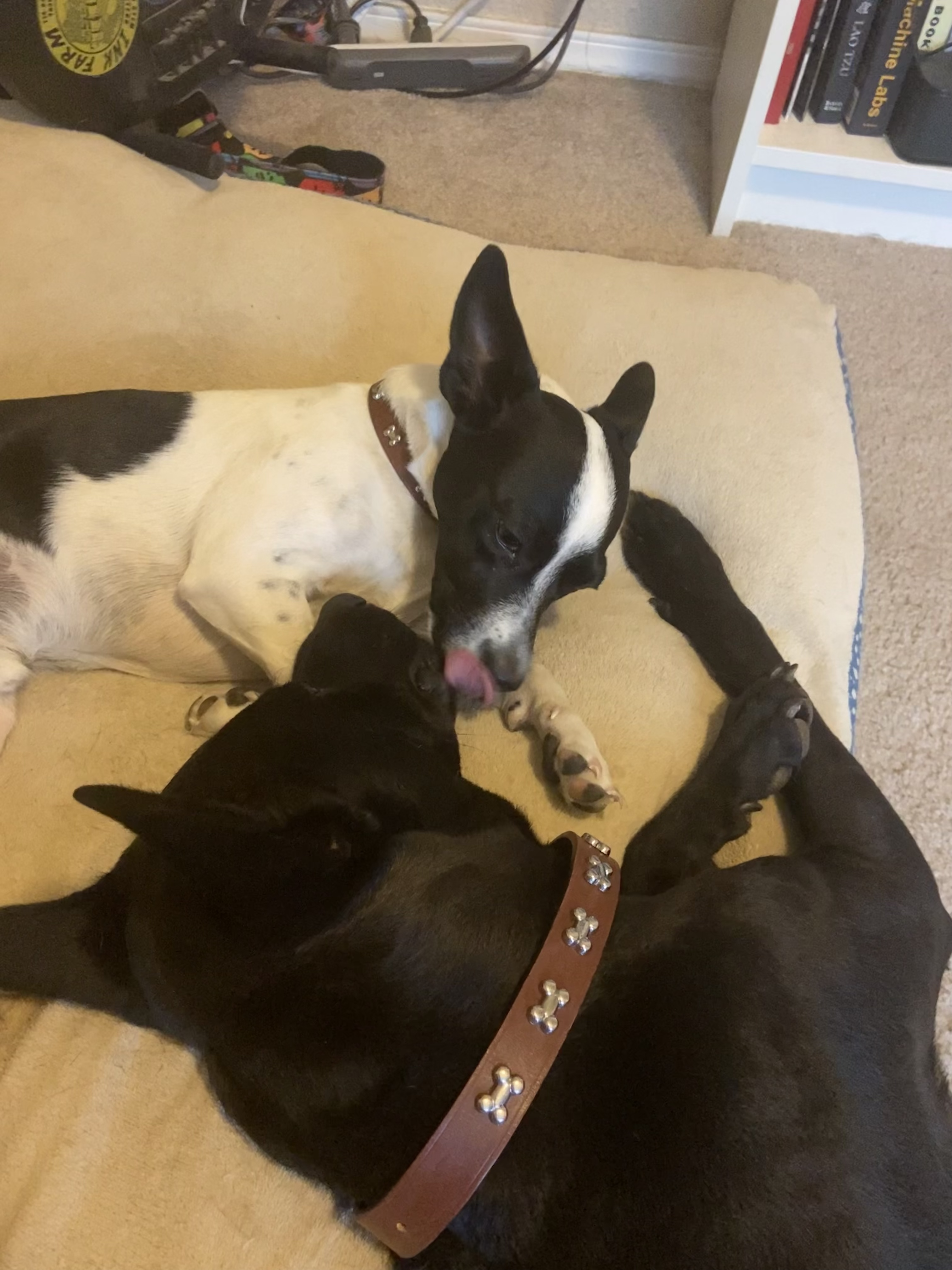 Two dogs lying together, Bruiser is giving Bark Twain a kiss 