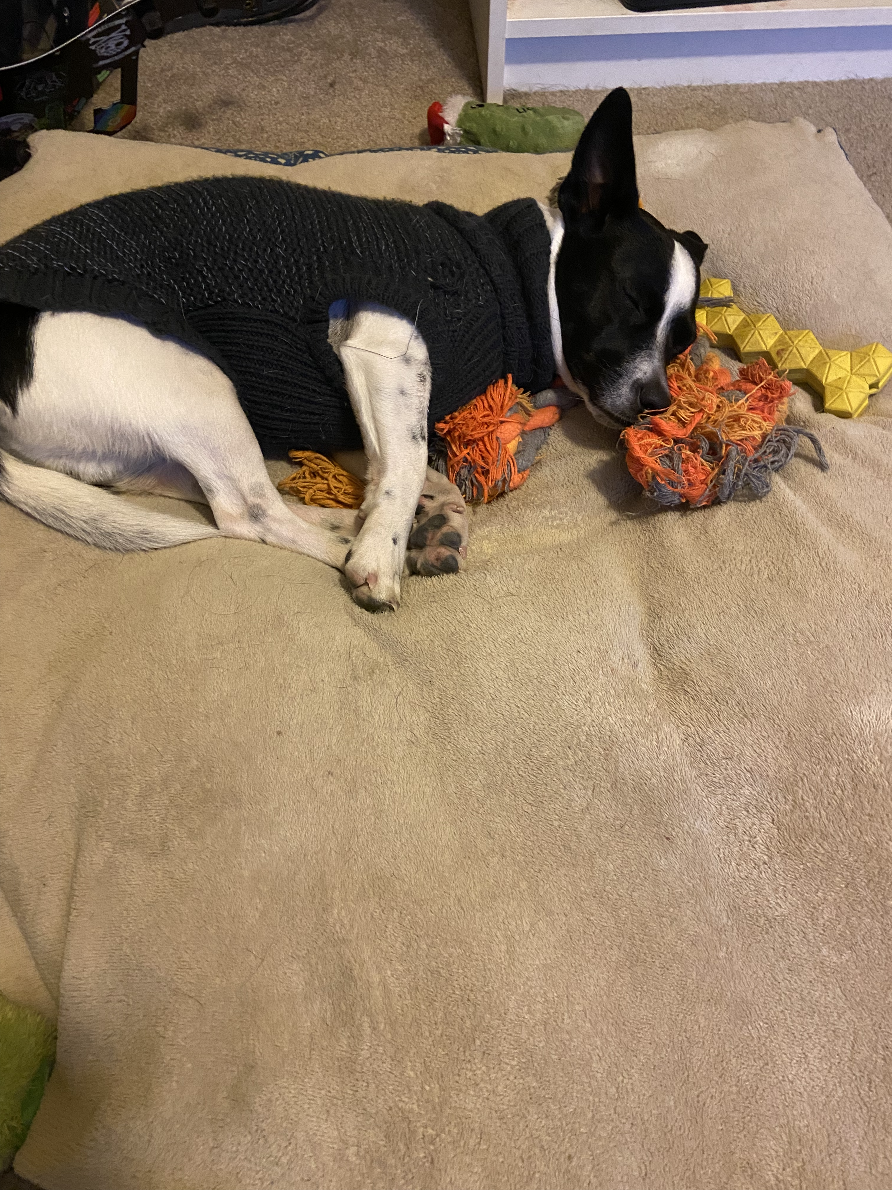Black and white dog wearing a sweater, sleeping, facing the camera