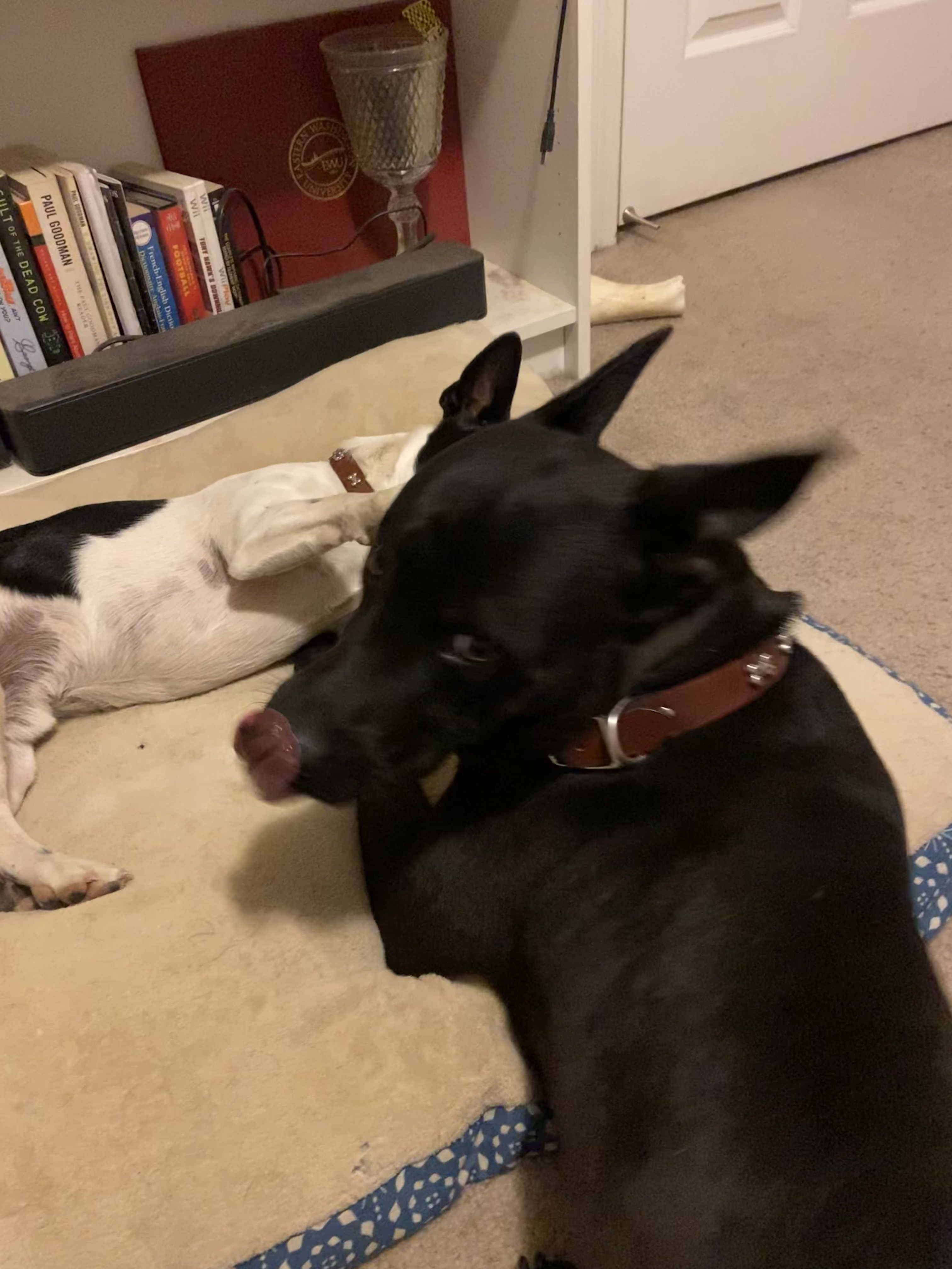 Two dogs lying together, one sticking his tongue out
