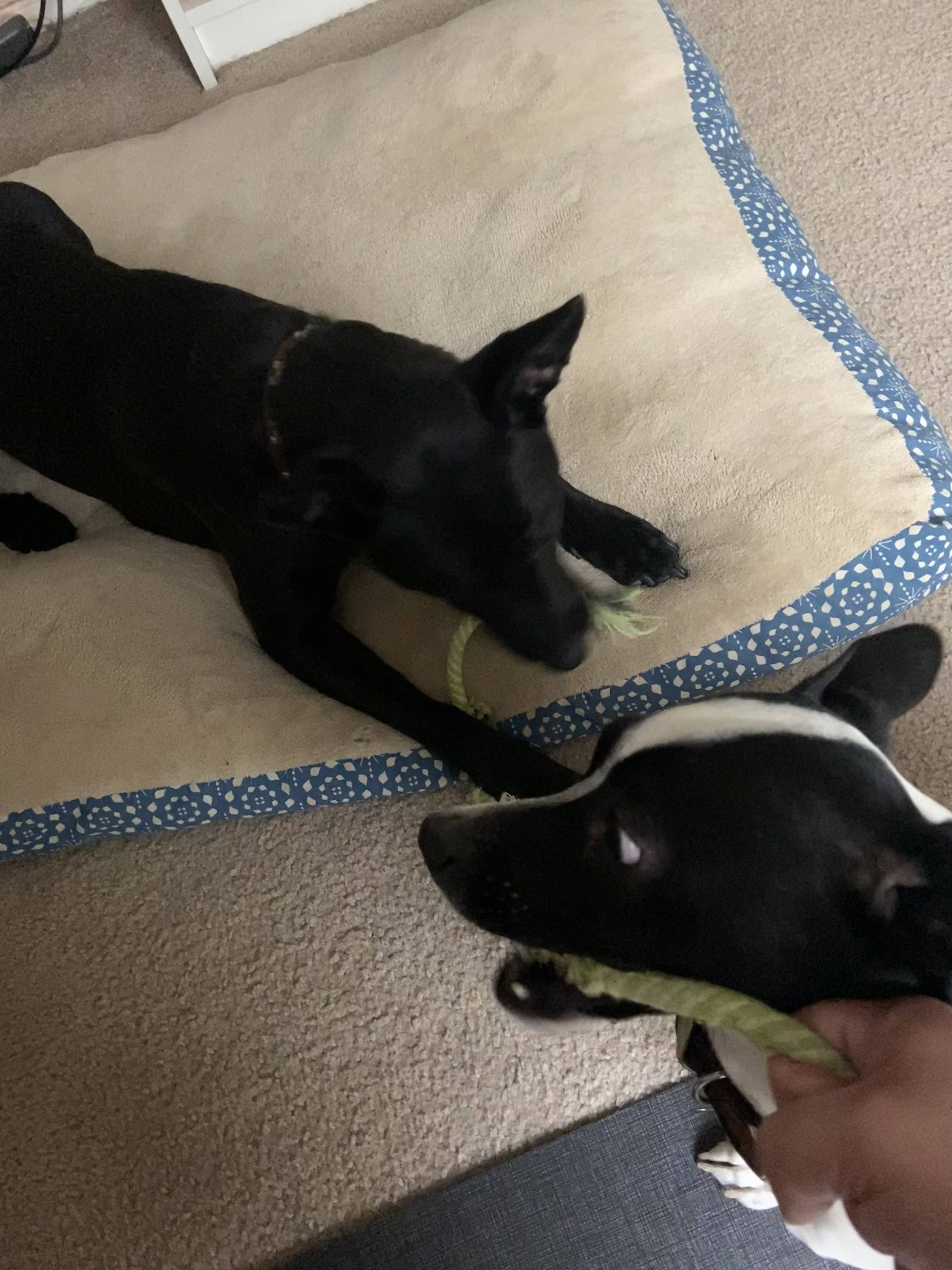 Two dogs playing tug, with a human hand pulling the rope.