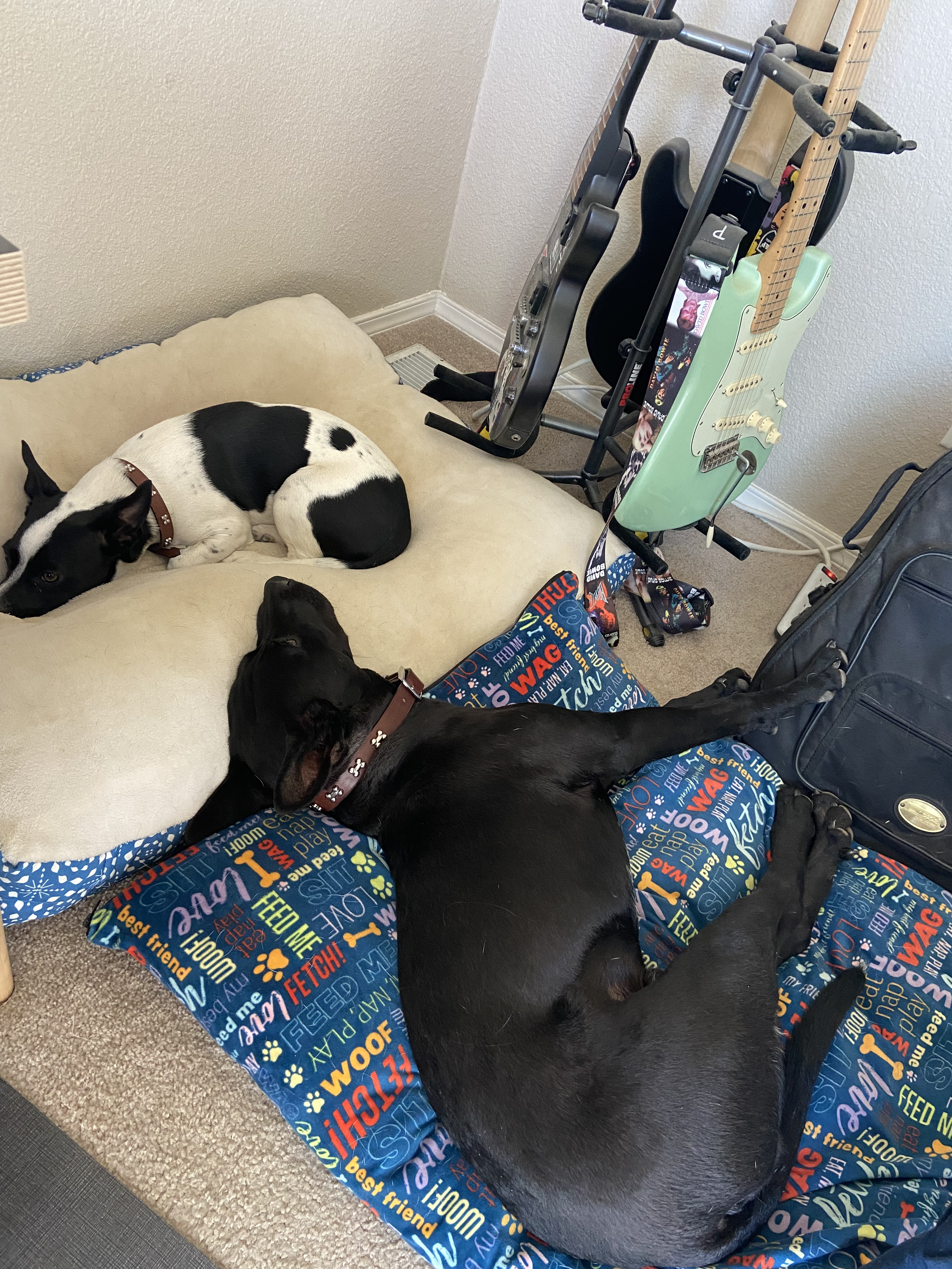 two dogs sleeping next to a rack with guitar and bass