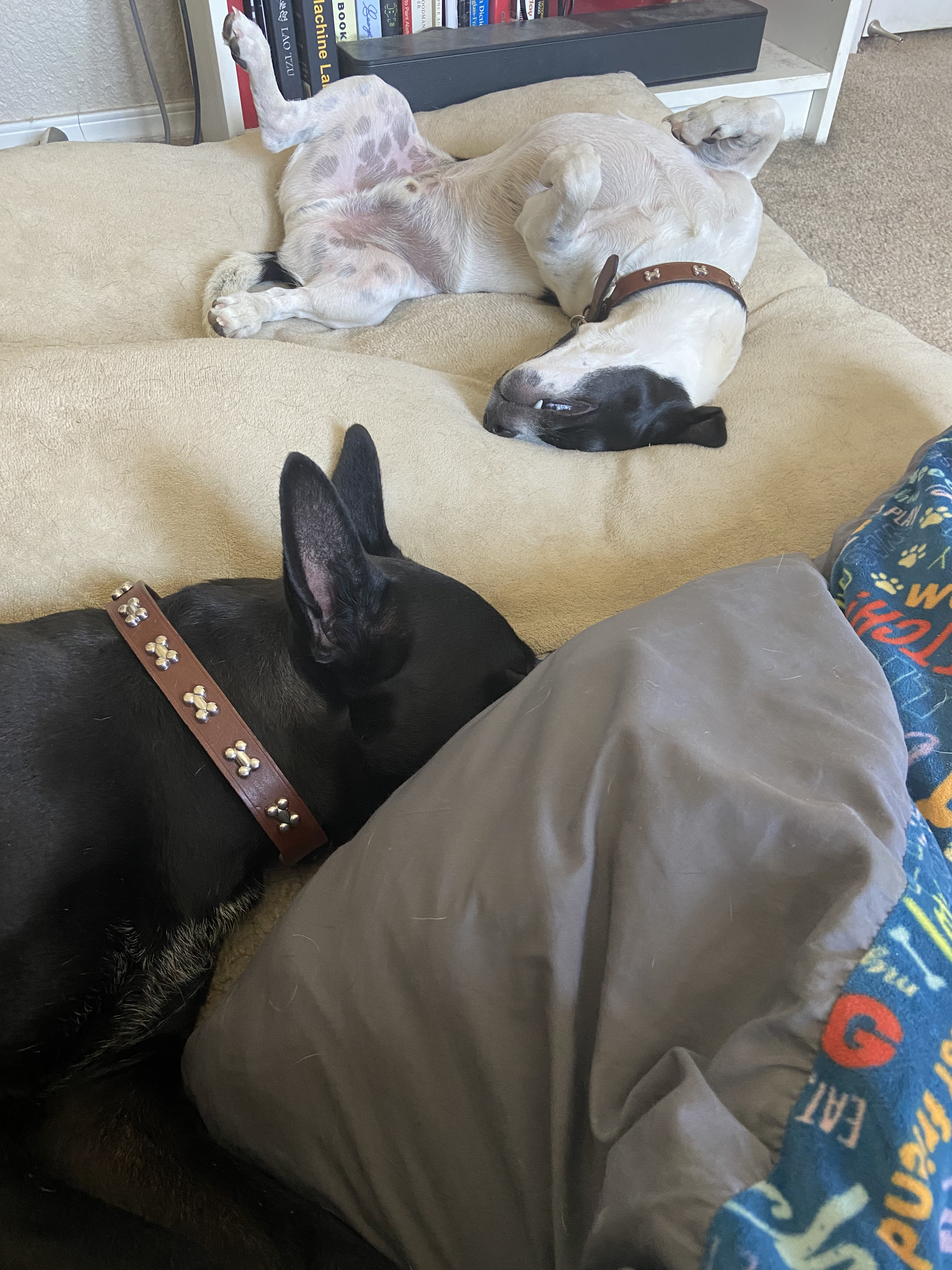 Two dogs lying together 