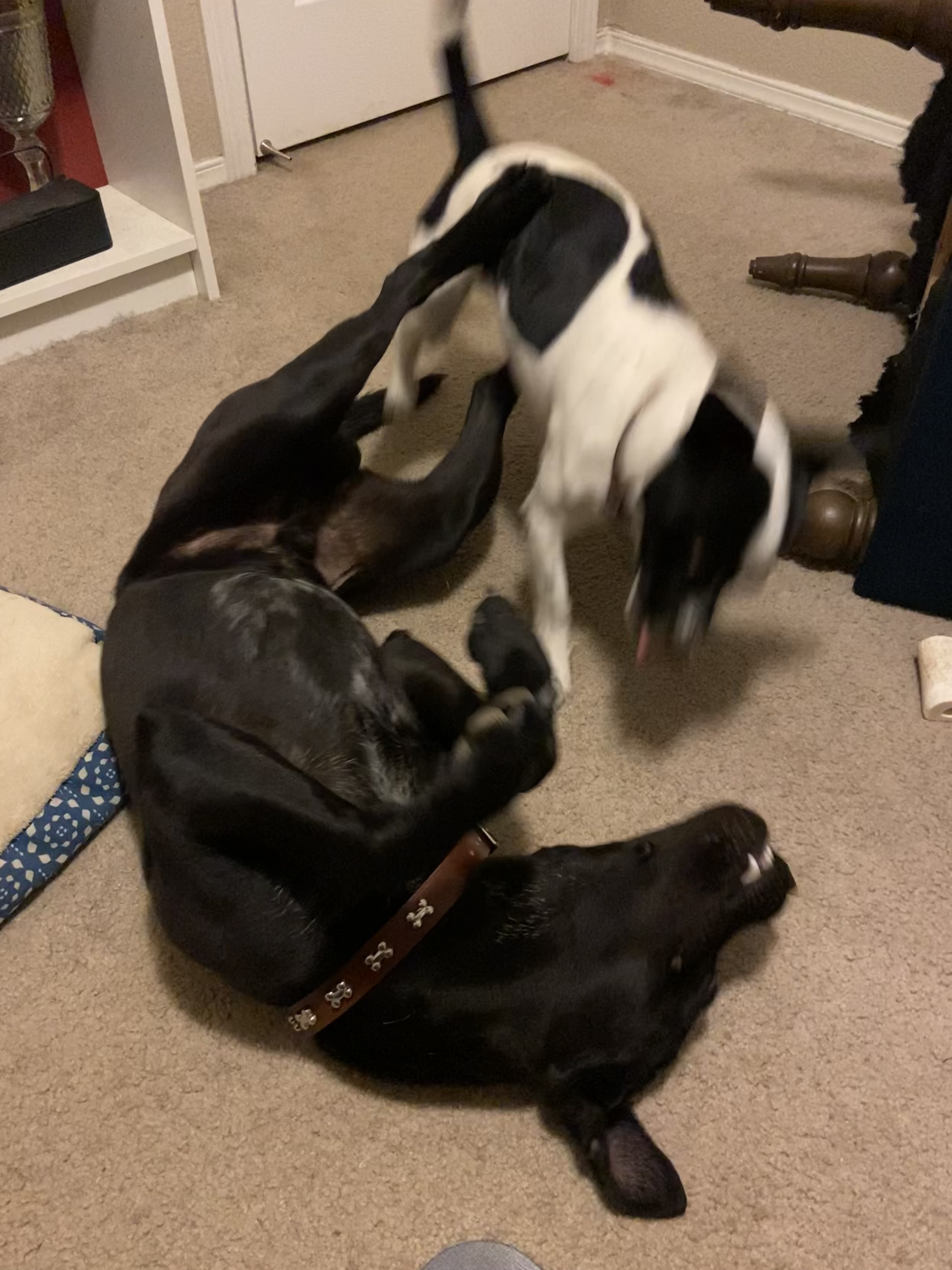 two dogs wrestling.